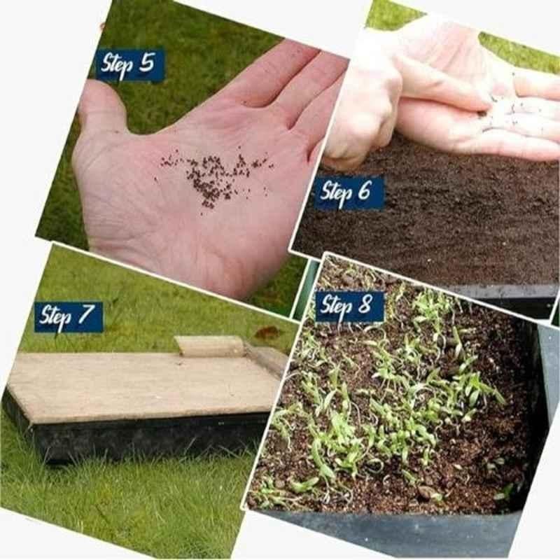 Aero Seeds 50 Pcs Mix Color Clarkia & 50 Pcs Petunia Flower Seeds Combo - Image 5