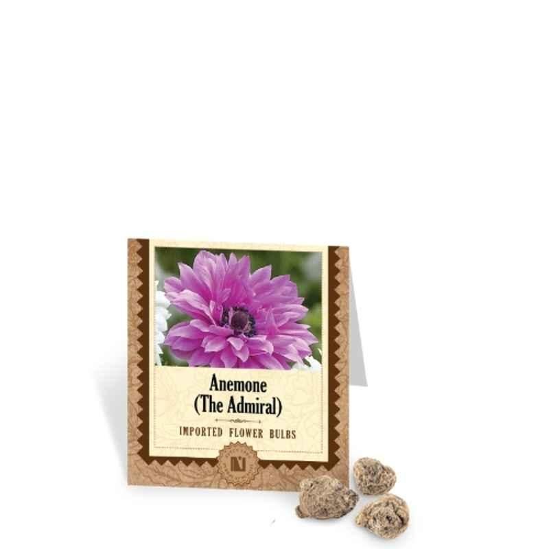 Ugaoo 100g Flower Anemone The Admiral Bulbs, NUFBO022 - Image 2