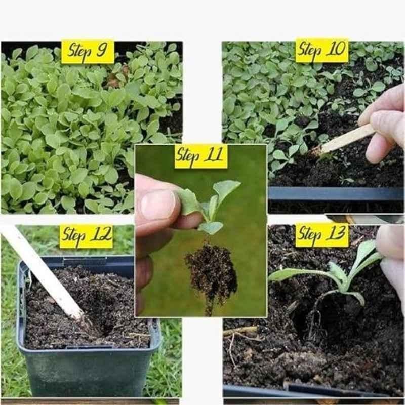 Aero Seeds 50 Pcs Mix Color Clarkia & 50 Pcs Petunia Flower Seeds Combo - Image 6