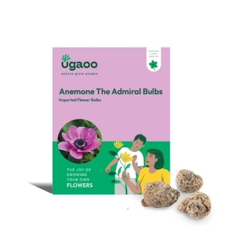 Ugaoo 100g Flower Anemone The Admiral Bulbs, NUFBO022
