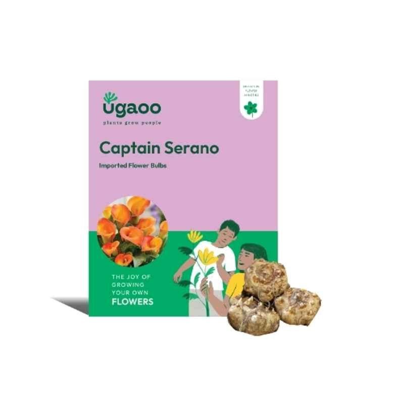 Ugaoo 100g Flower Calla Lily Captain Serrano Bulbs, NUFBO092