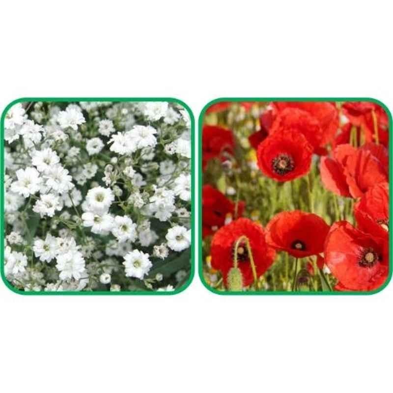 Aero Seeds 50 Pcs Red Poppy & 50 Pcs White Gypsophila Elegans Flower Seeds Combo